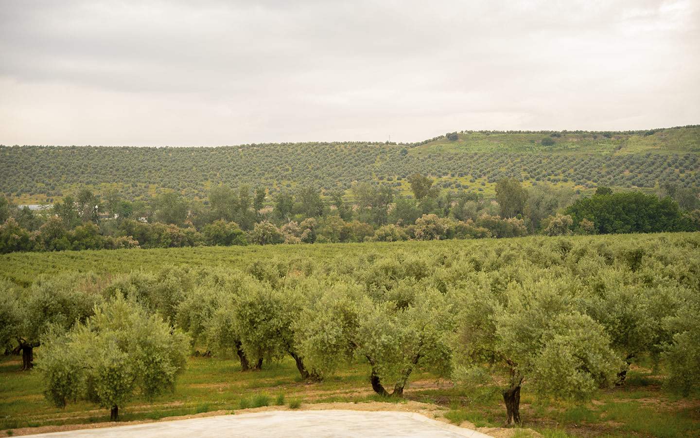 El producto andaluz que traspasa fronteras