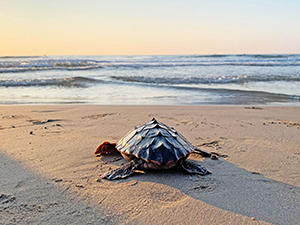 La conservació del Mediterrani comença salvant una tortuga